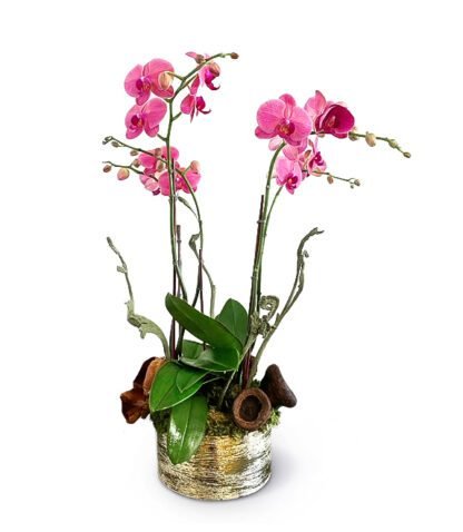 Sally Orchids composition with moss accent in a ceramic vessel