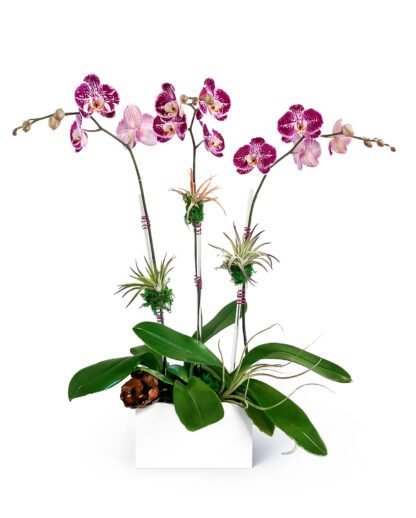 Madeline -Three phalaenopsis composition