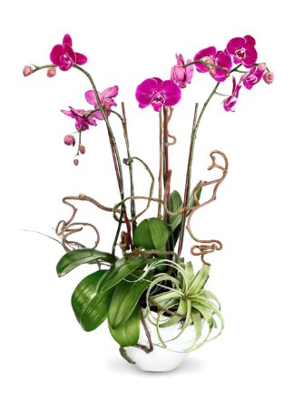 Tia - a composition of four purple phalaenopsis
