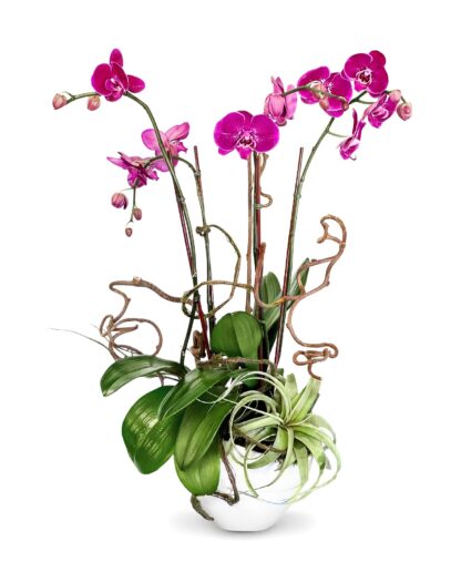 Tia - a composition of four purple phalaenopsis