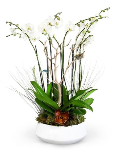 Tara - eight stems of blooming phalaenopsis