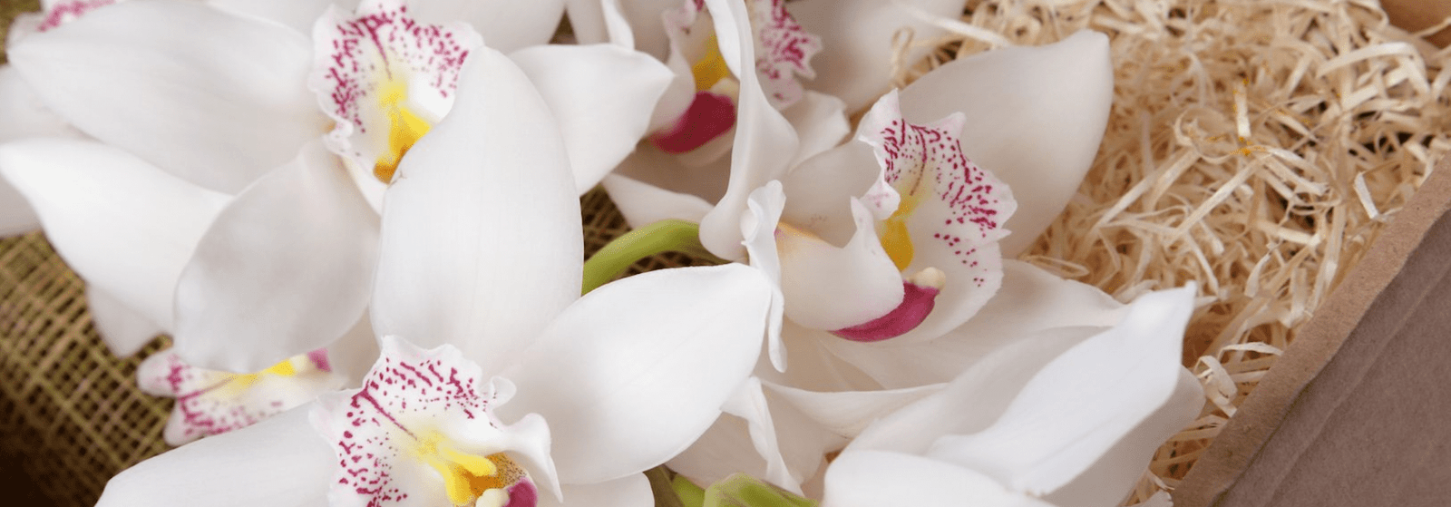 Orchids for Mother’s Day
