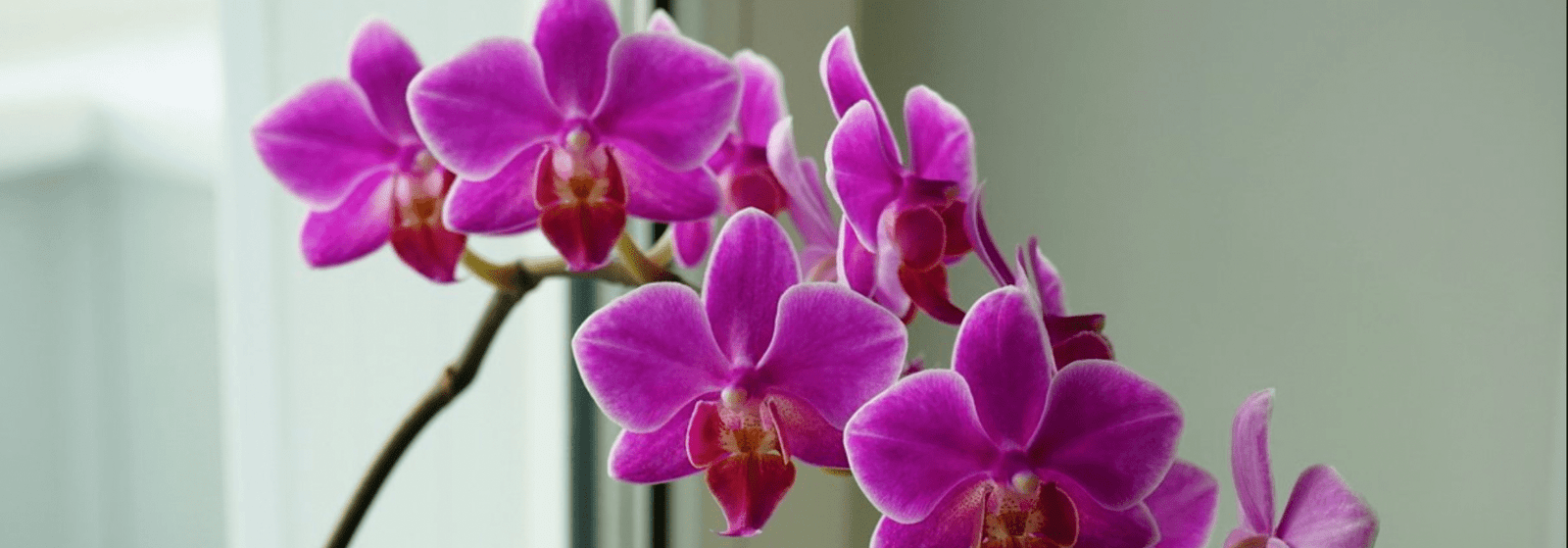 Top Mistakes In Orchid Care