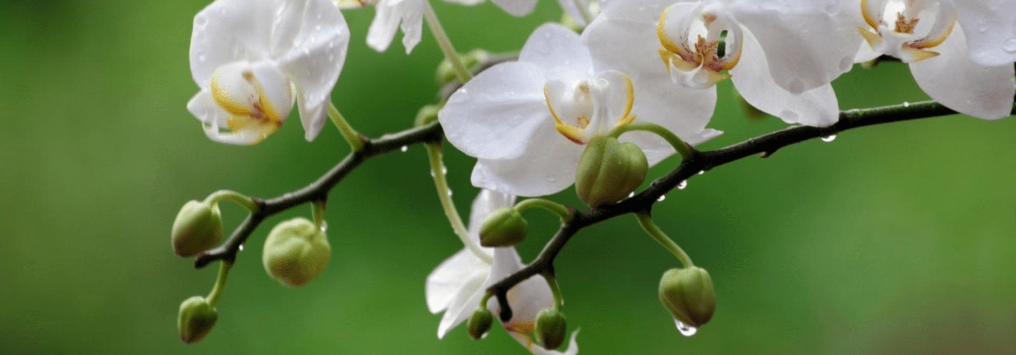 Orchid Care During And After Flowering 