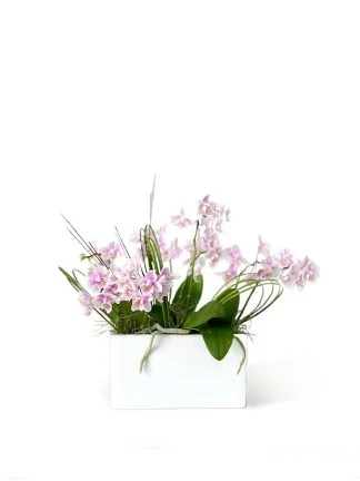 Colorful orchids - Order Orchid Compositions