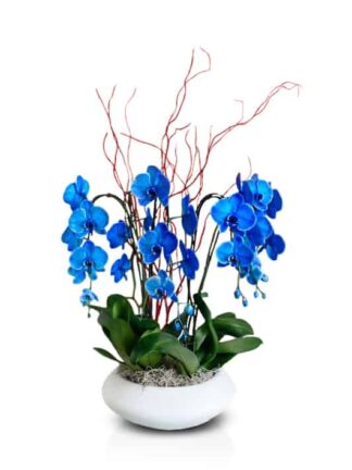 Orchids composition blue