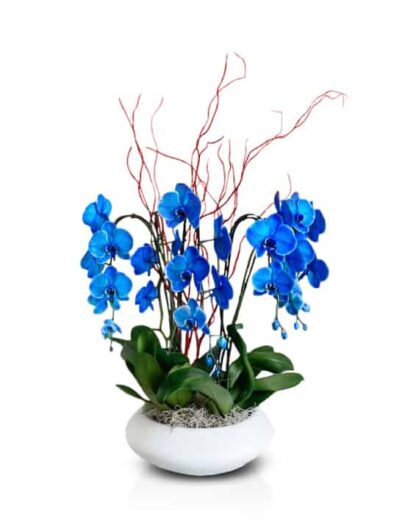 Orchids composition blue