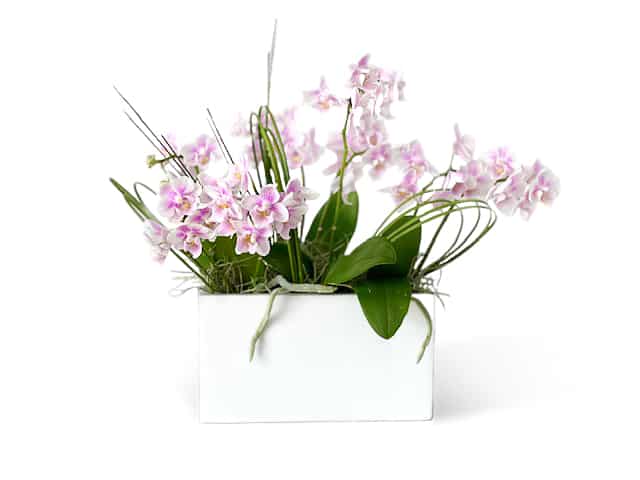 orchids mini
