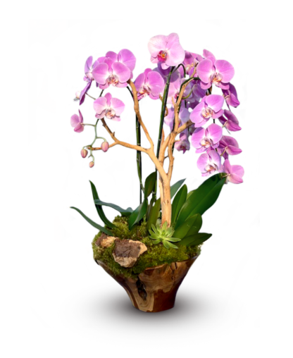 Rose Orchids composition