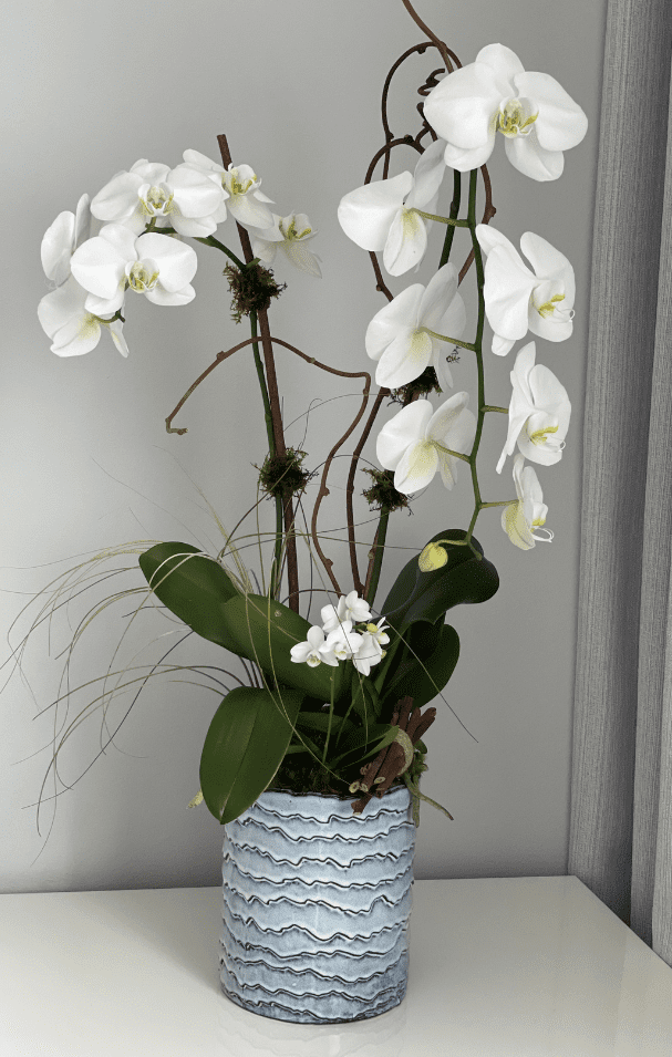 viva orchids