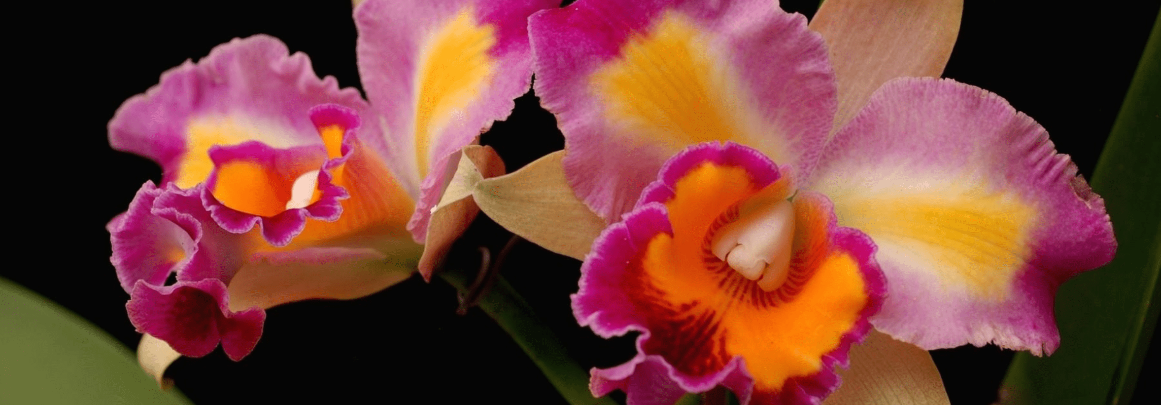cattleya orchid