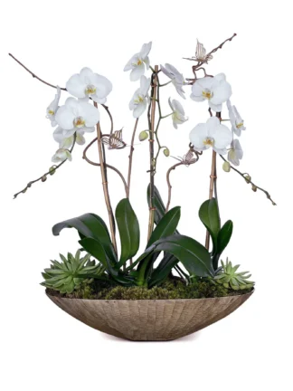 butterfliy orchids