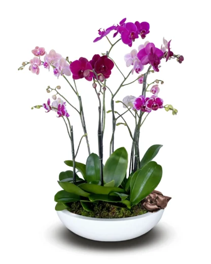 Charming Orchids arrangement
