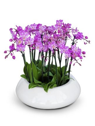 Orchids composition Oasis Mini orchids color variations
