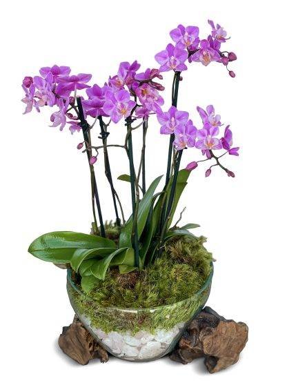 Flower Meadow mini orchids