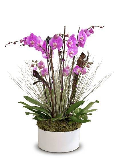 three standard-sized pink orchids