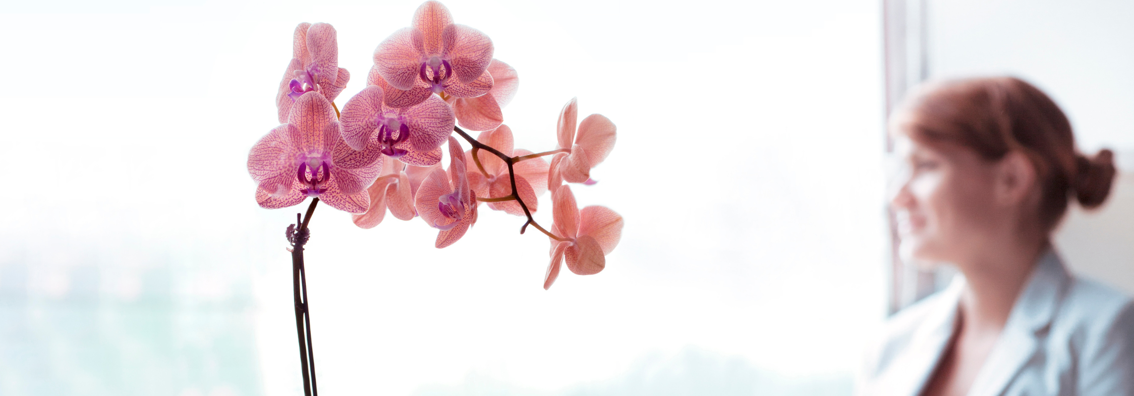 orchids for business