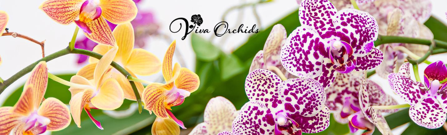 Where is the best place to put an orchid at home in Florida