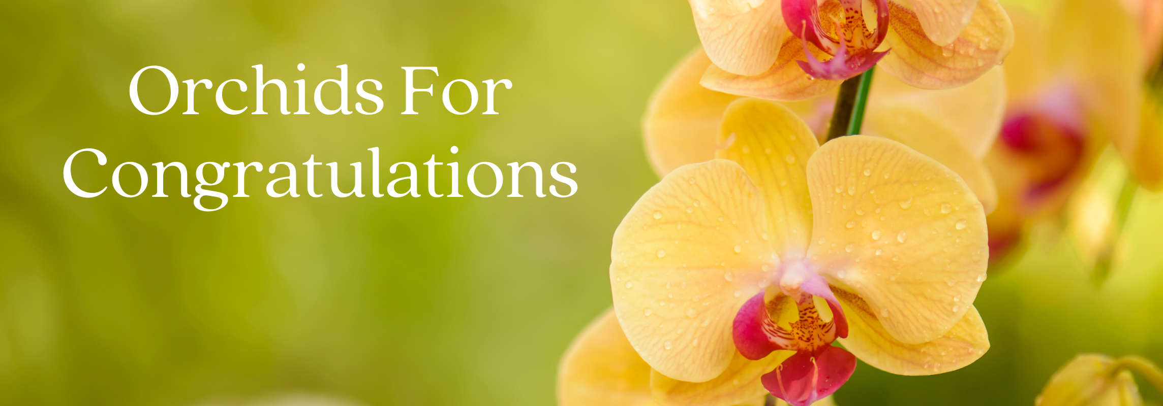 orchids for congratulations