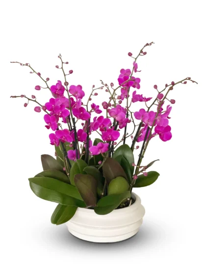 juicy petals mini-orchids