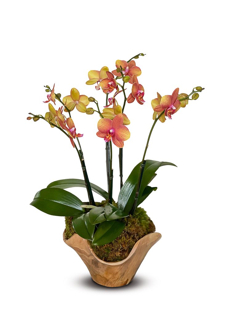 Autumn Inspired Orchid Plant Arrangements