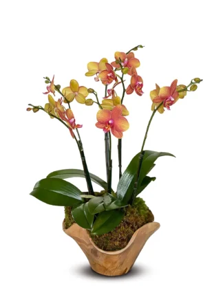 miracle orchid arrangement Boca