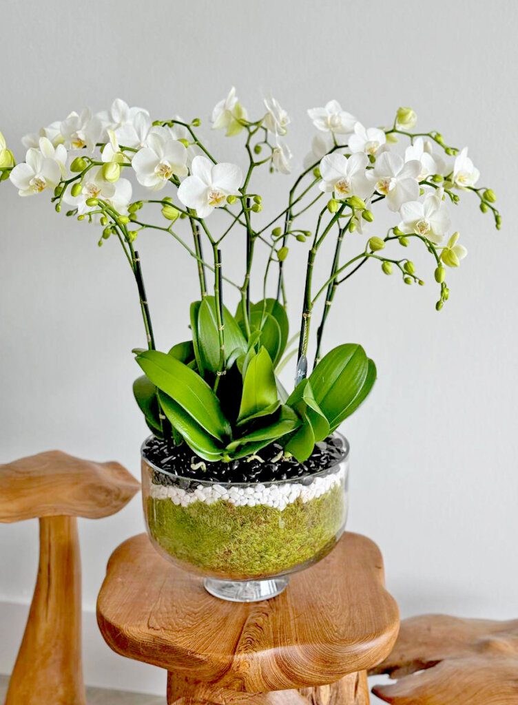 serenity-orchids