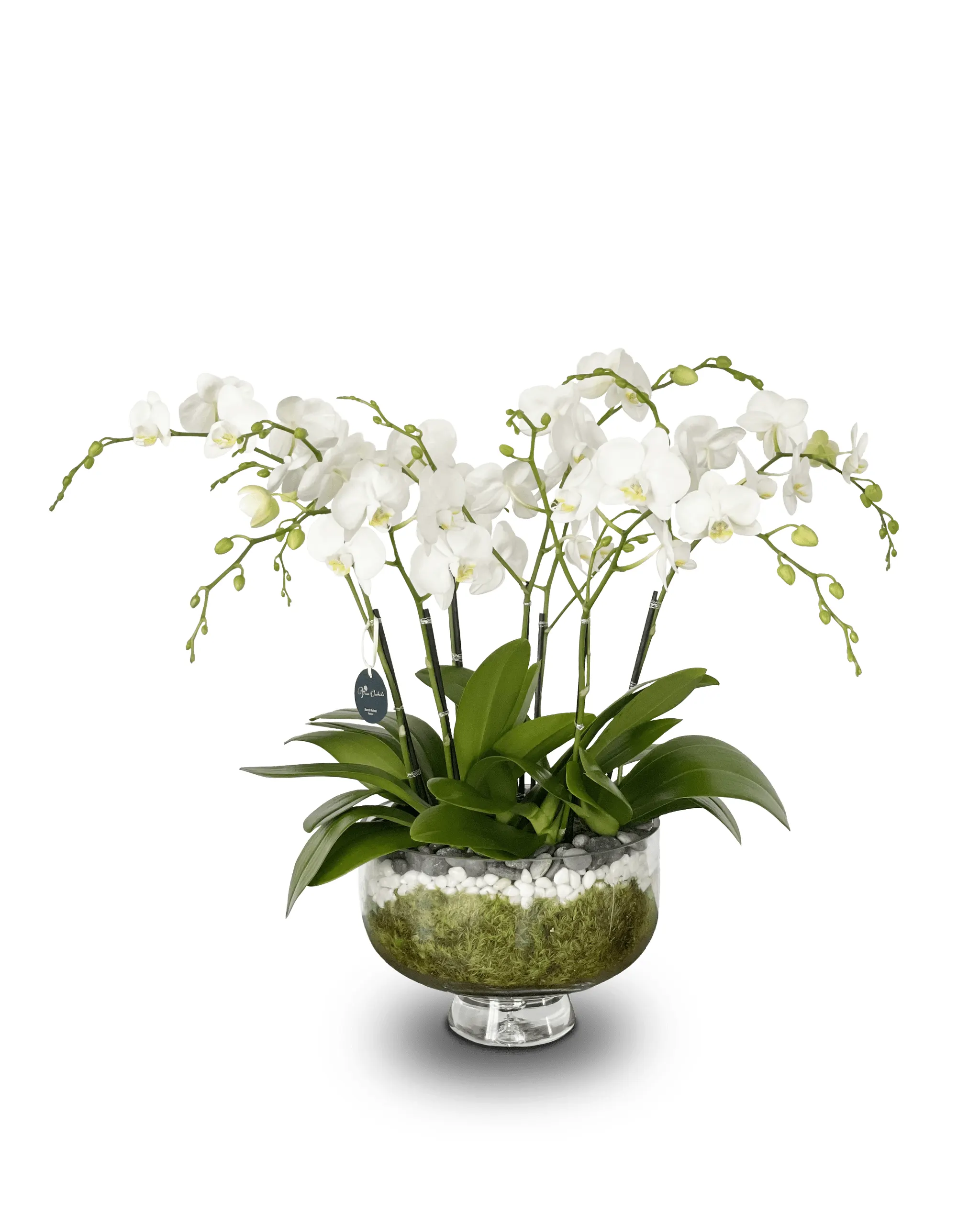 Orchid & Moss Arrangement in Silver Bowl