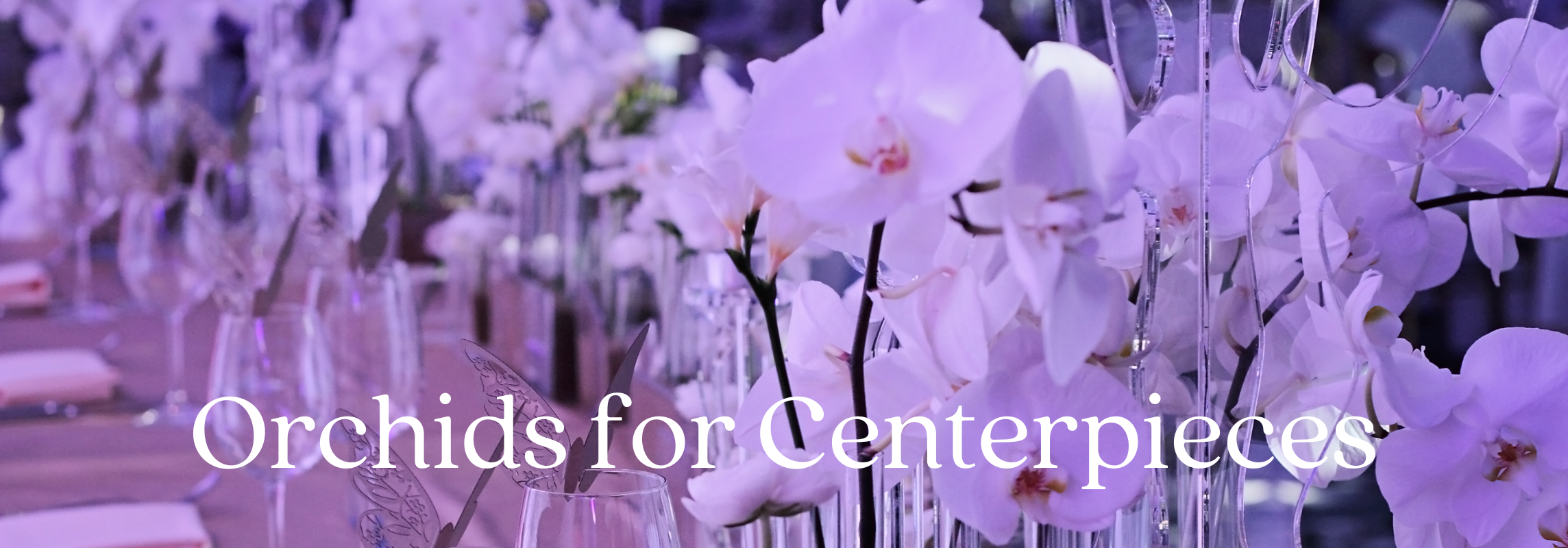 orchids for centerpieces