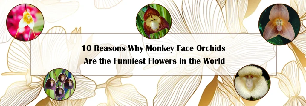 monkey-face-orchids