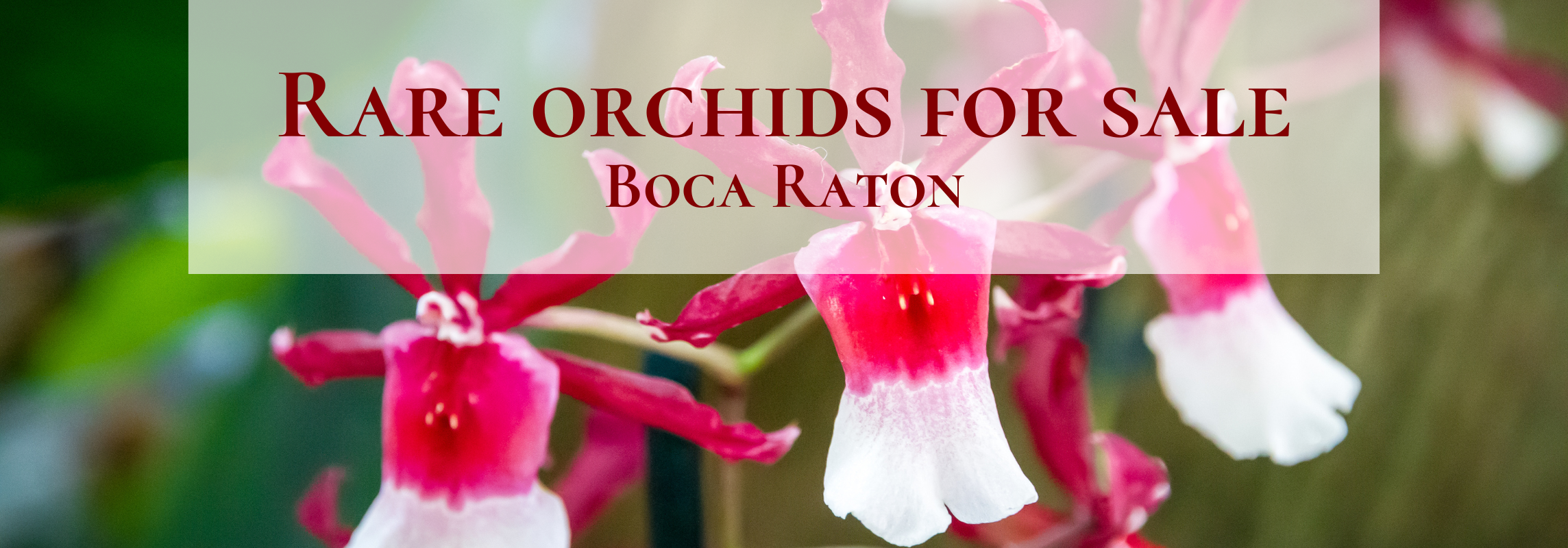 rare orchids for sale boca raton