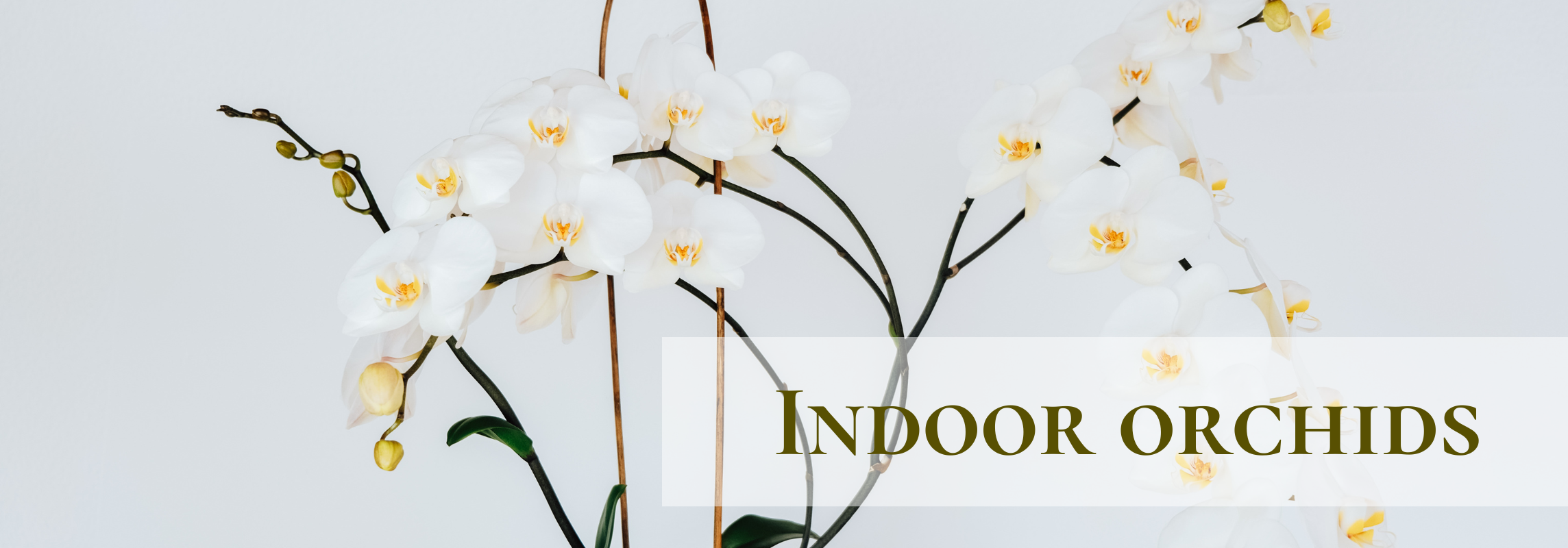 indoor orchids