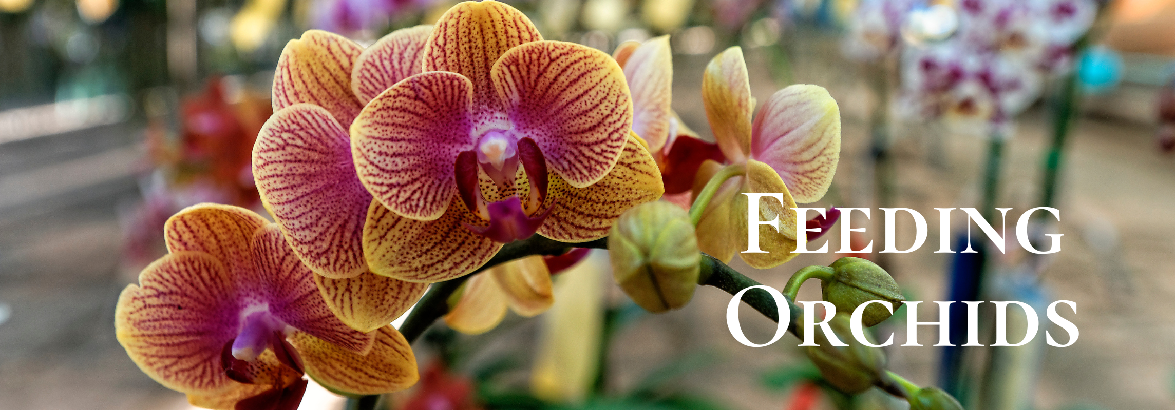 feeding orchids