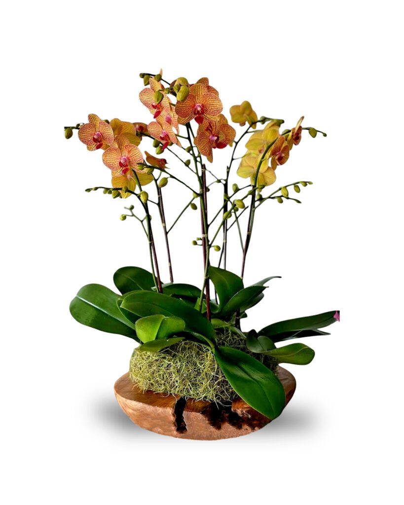 Autumn Inspired Orchid Plant Arrangements