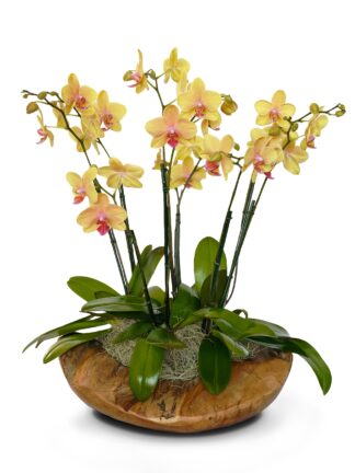 fairytale orchid fairy