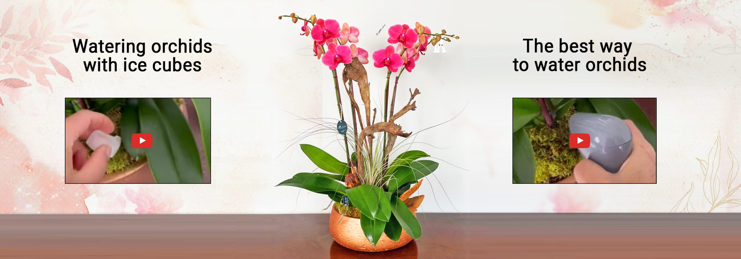 How to Keep Phalaenopsis Orchids Blooming watering