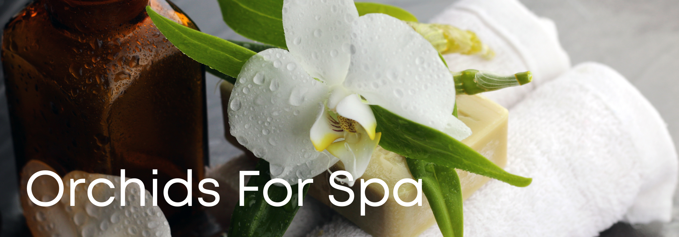 orchids for spa