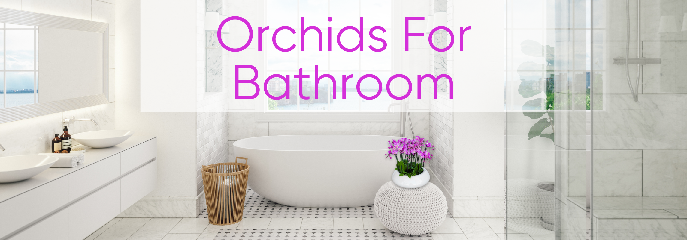 orchids for bathroom