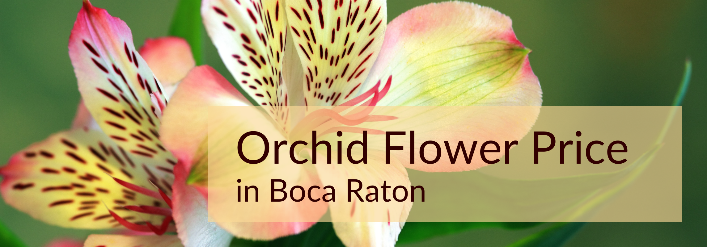 orchid flower price in Boca Raton