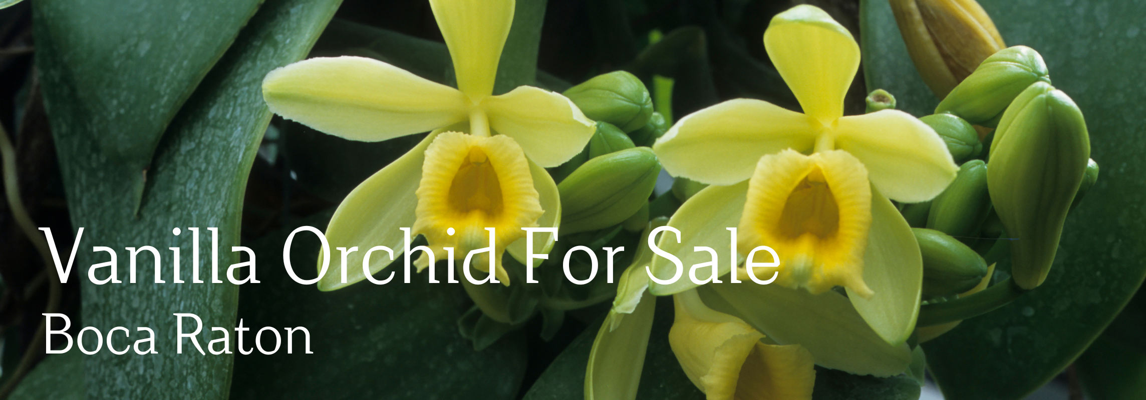 vanilla orchid for sale