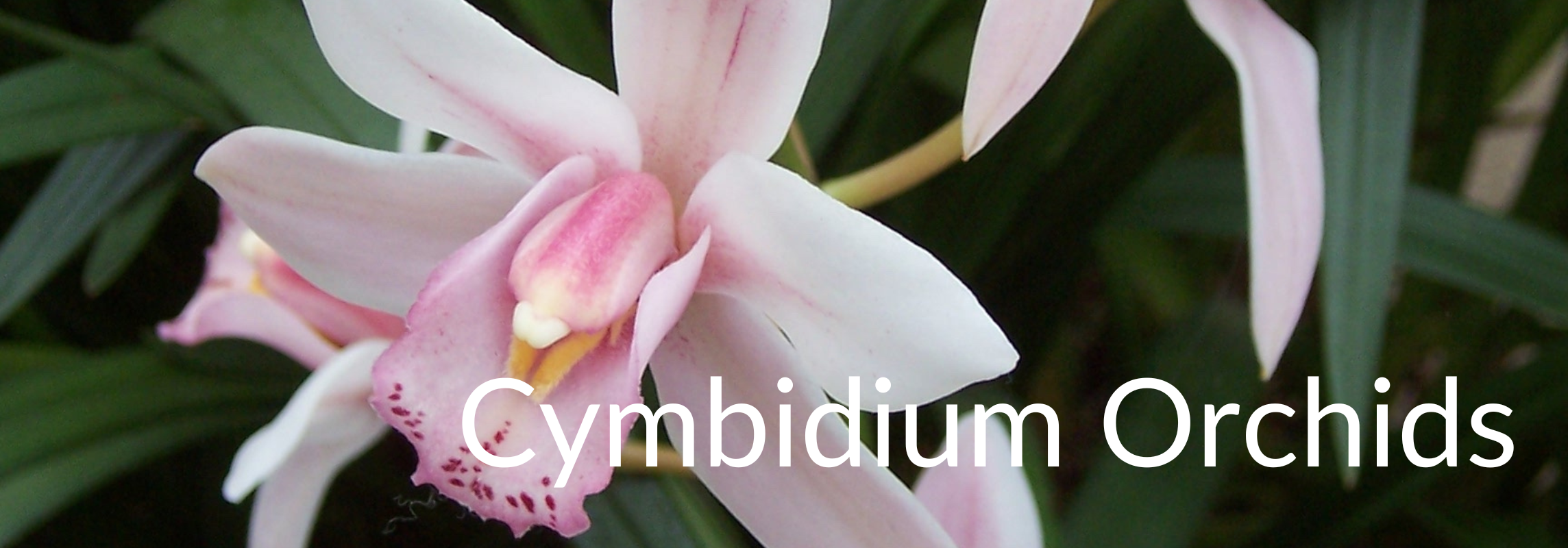 cymbidium orchids