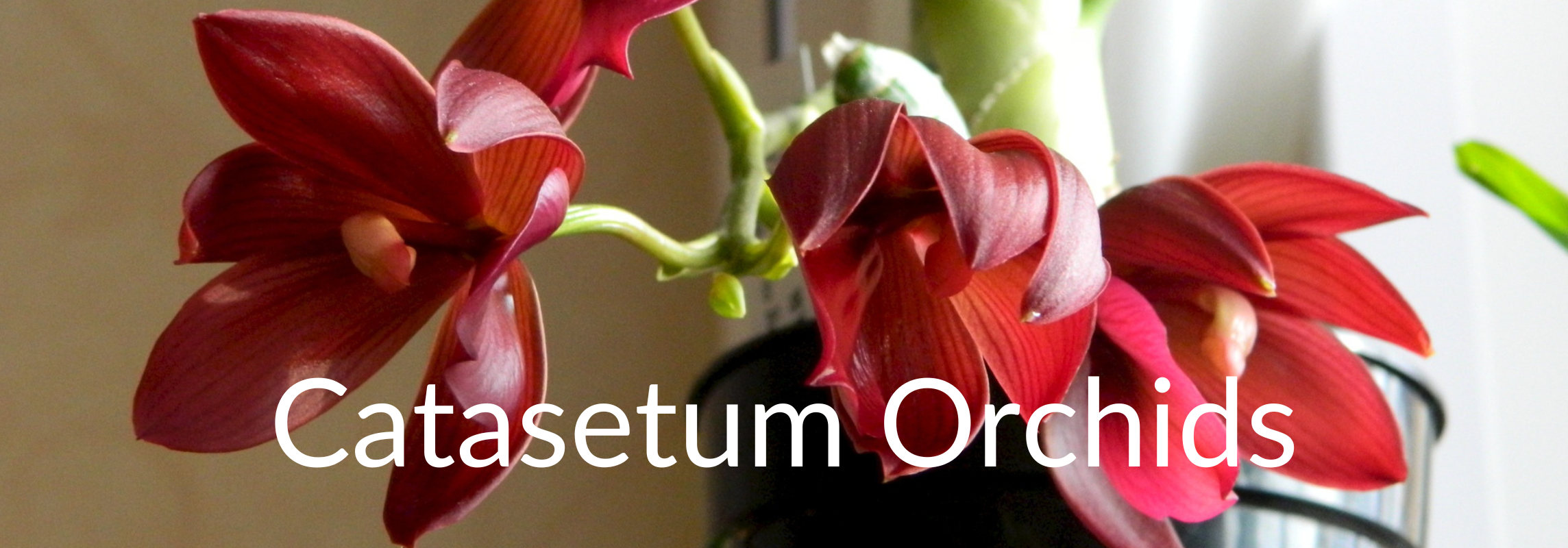 catasetum orchids
