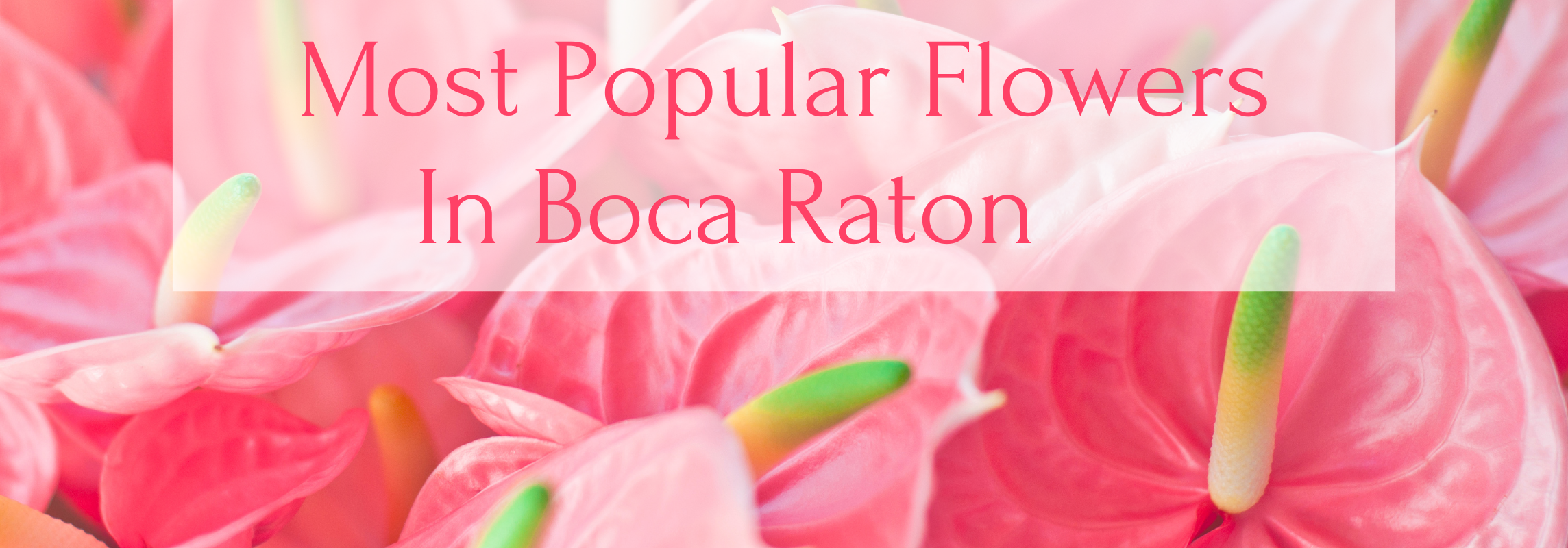 popular flowers Boca Raton