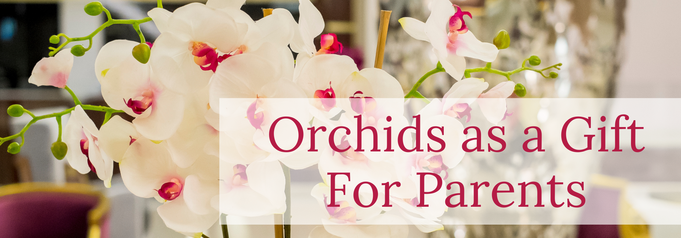 orchids gift for parents