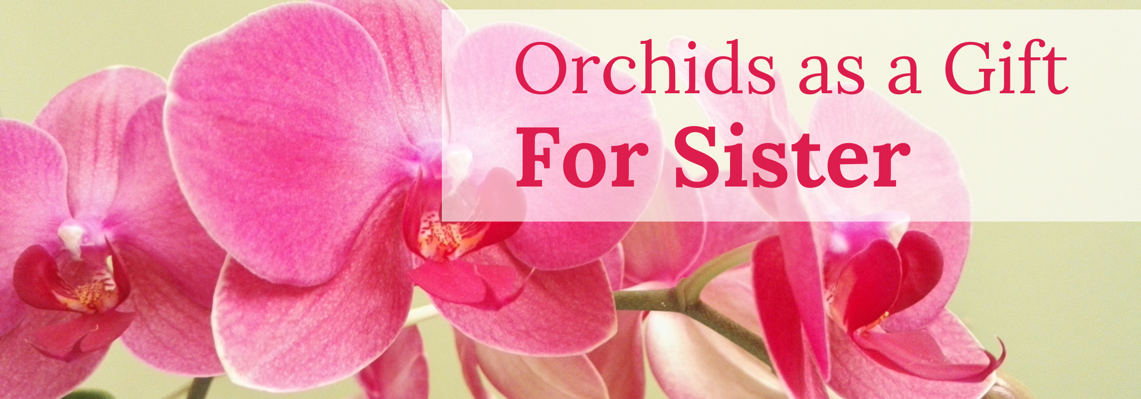 Orchids as a Gift For Sister
