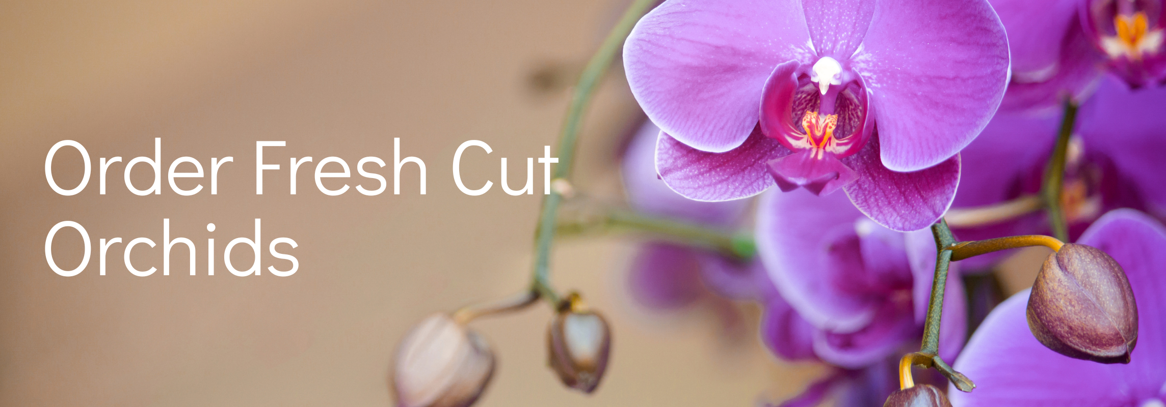 order fresh cut orchids