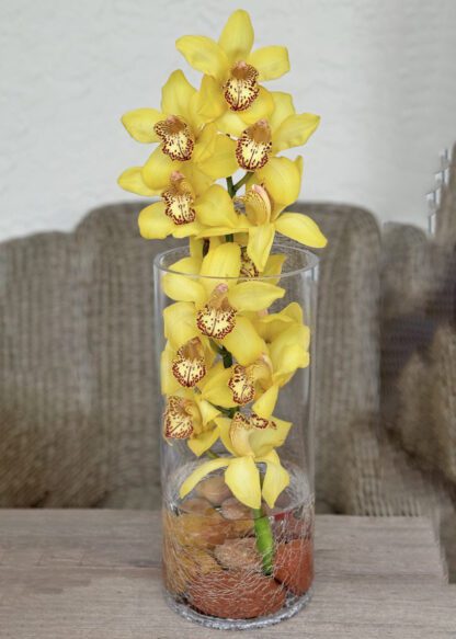 cymbidium