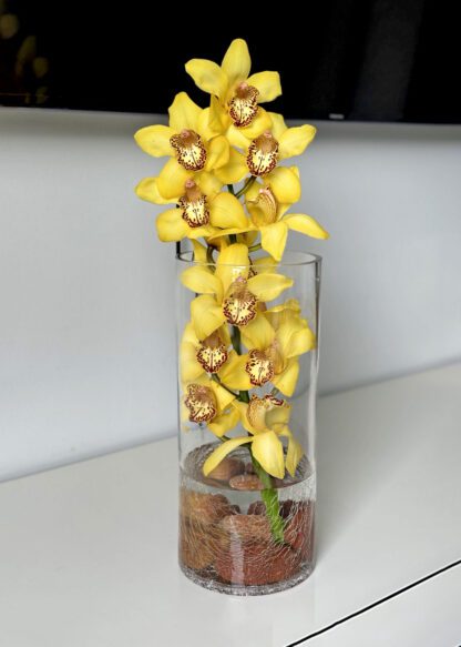 cymbidium