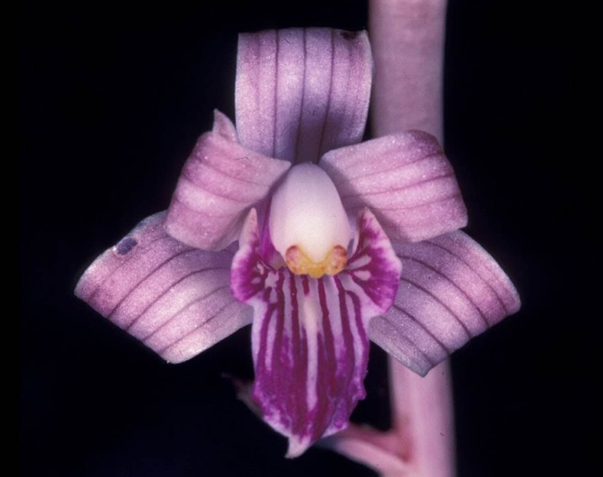 The Rarest Orchids in the World | Viva Orchids