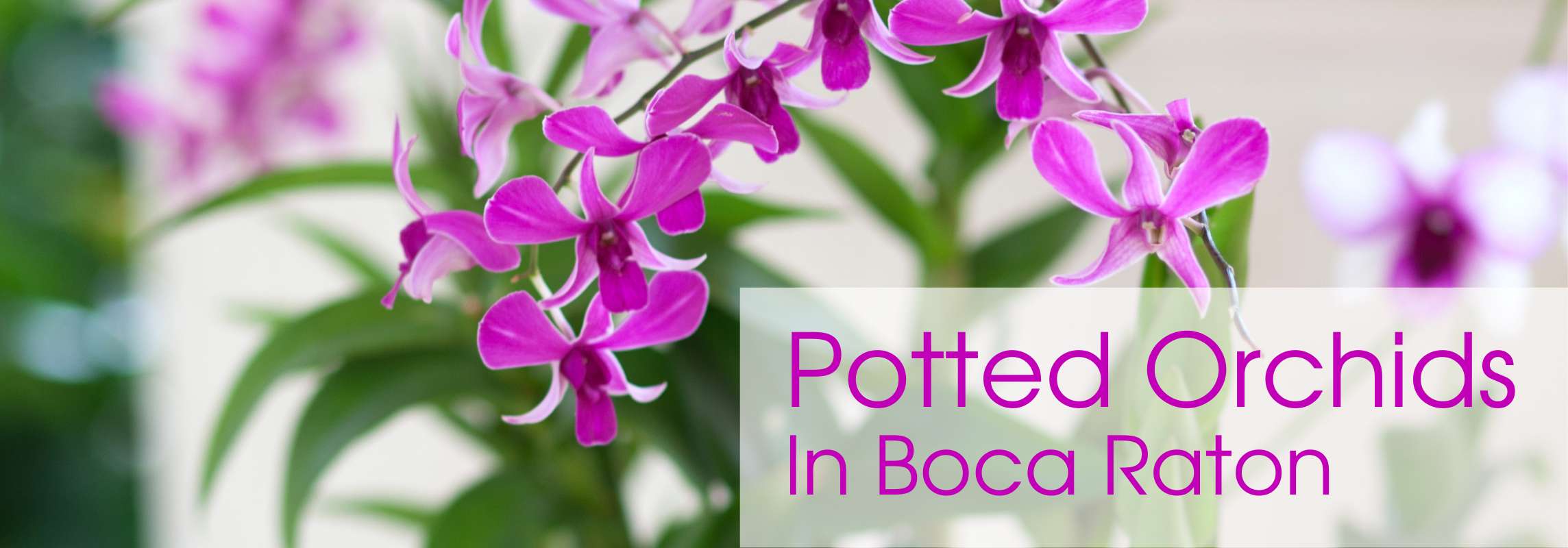potted orchid plants boca